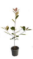 1 photinia 1 R 220725